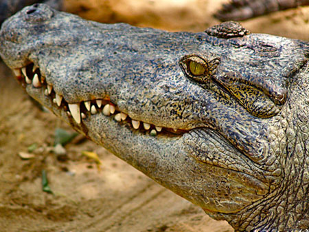 madras crocodile bank