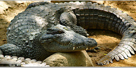 Pictures Crocodile