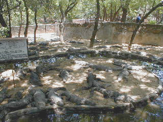 Crocodile Bank