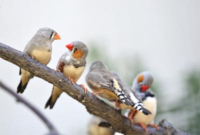 Live Chennai Human And Bird Sounds Make People Feel At Ease Says Study Human Bird Sounds Sense Of Security