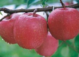 FRUIT PRICE IN CHENNAI